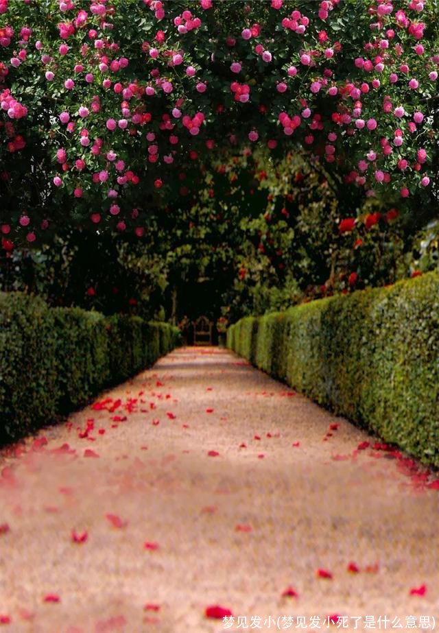 梦见发小(梦见发小死了是什么意思)