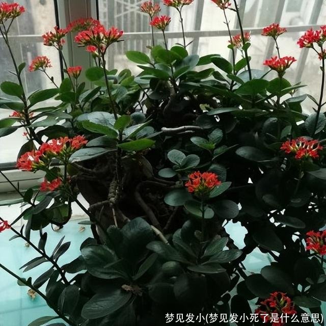 梦见发小(梦见发小死了是什么意思)