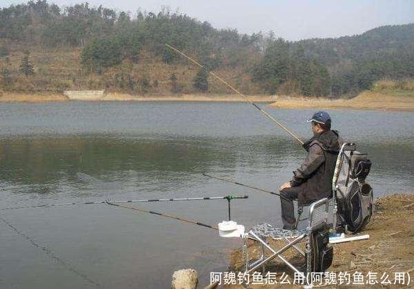 阿魏钓鱼怎么用(阿魏钓鱼怎么用)