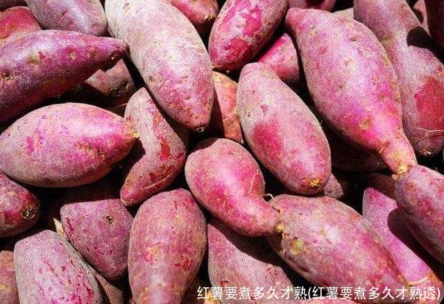 红薯要煮多久才熟(红薯要煮多久才熟透)