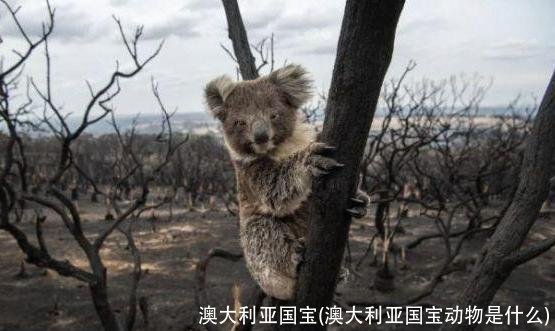 澳大利亚国宝(澳大利亚国宝动物是什么)