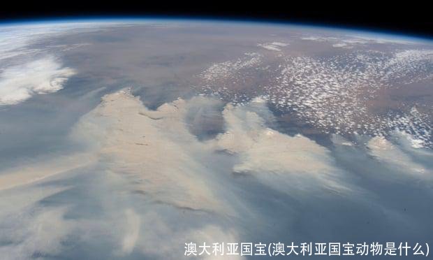 澳大利亚国宝(澳大利亚国宝动物是什么)