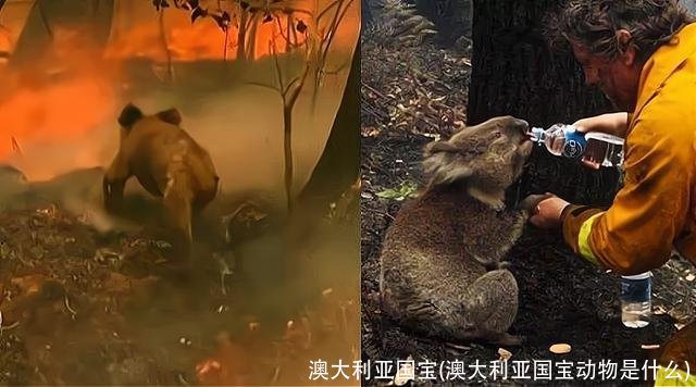 澳大利亚国宝(澳大利亚国宝动物是什么)