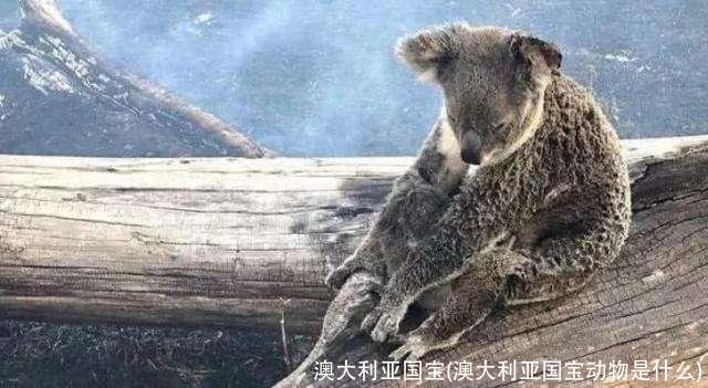 澳大利亚国宝(澳大利亚国宝动物是什么)