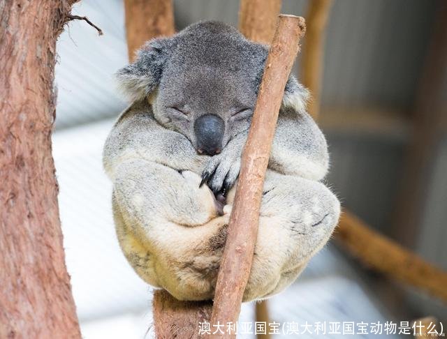 澳大利亚国宝(澳大利亚国宝动物是什么)