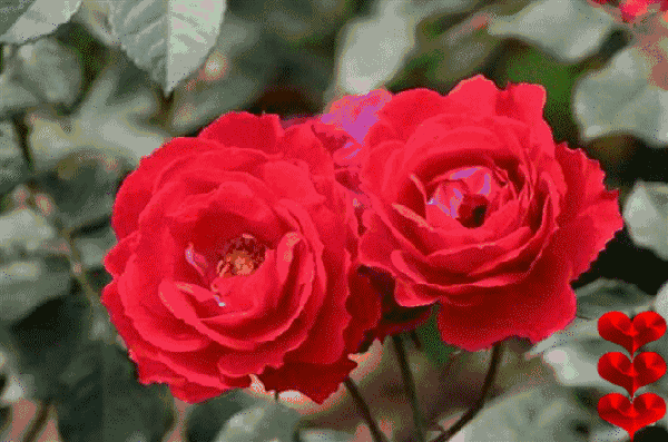 日行一善下一句是什么(常言道日行一善下一句是什么)