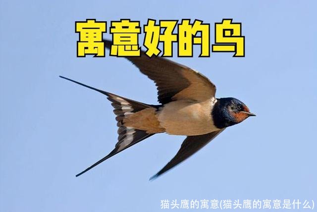 猫头鹰的寓意(猫头鹰的寓意是什么)