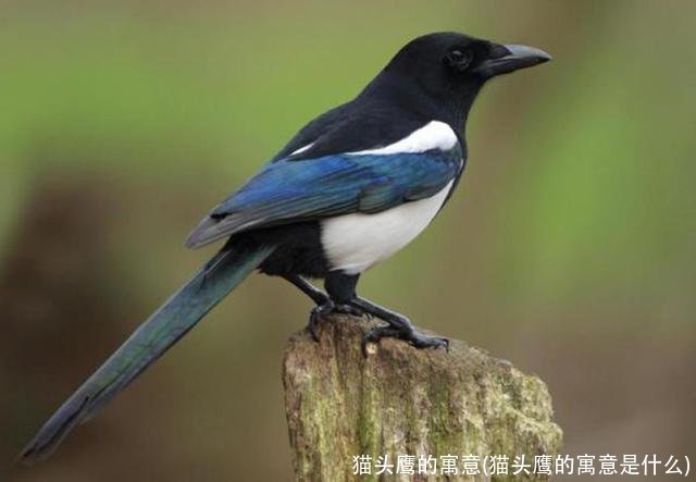 猫头鹰的寓意(猫头鹰的寓意是什么)