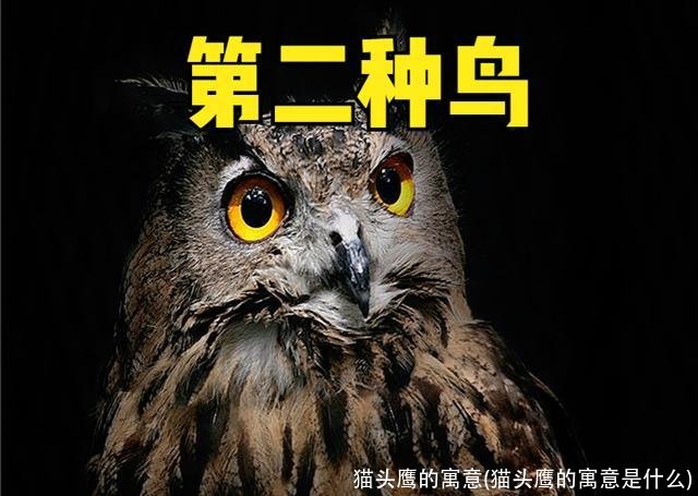猫头鹰的寓意(猫头鹰的寓意是什么)