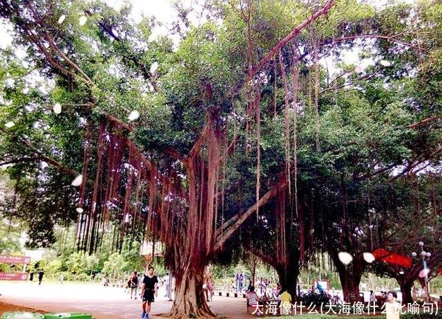 大海像什么(大海像什么比喻句)