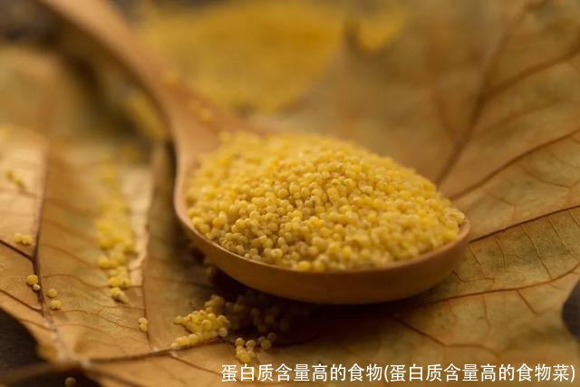 蛋白质含量高的食物(蛋白质含量高的食物菜)