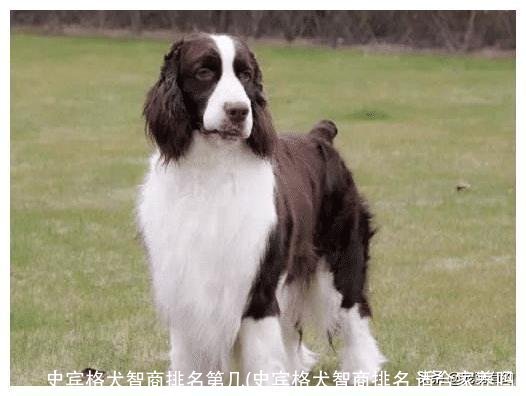 史宾格犬智商排名第几(史宾格犬智商排名 适合家养吗)