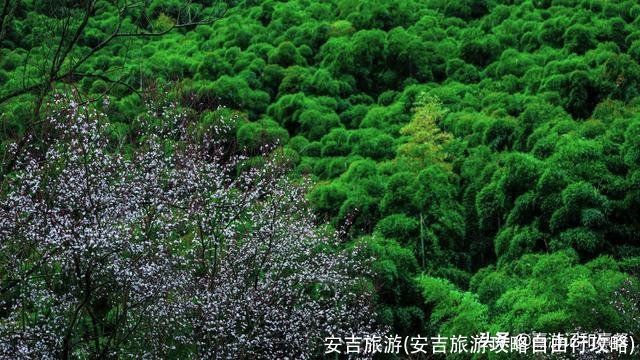 安吉旅游(安吉旅游攻略自由行攻略)