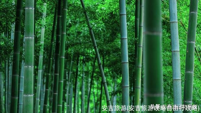 安吉旅游(安吉旅游攻略自由行攻略)