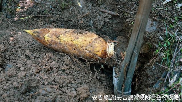 安吉旅游(安吉旅游攻略自由行攻略)