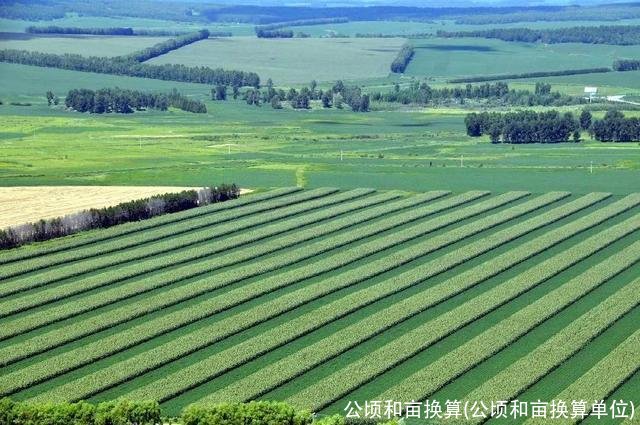 公顷和亩换算(公顷和亩换算单位)
