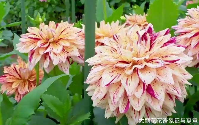 大丽花花语象征与寓意