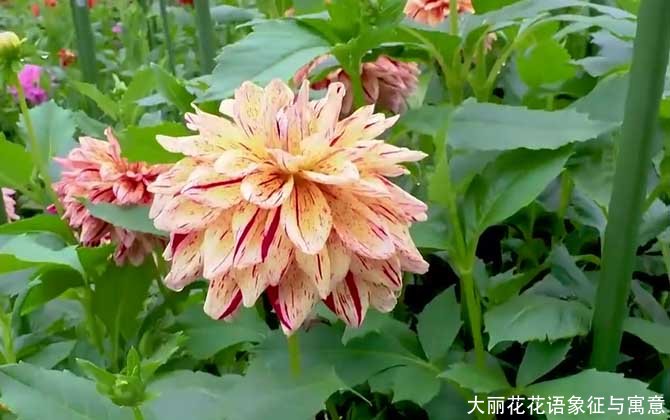 大丽花花语象征与寓意