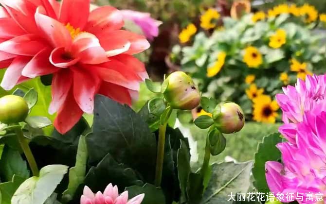 大丽花花语象征与寓意