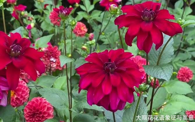 大丽花花语象征与寓意