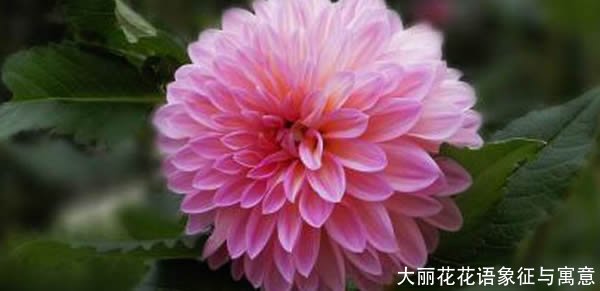 大丽花花语象征与寓意