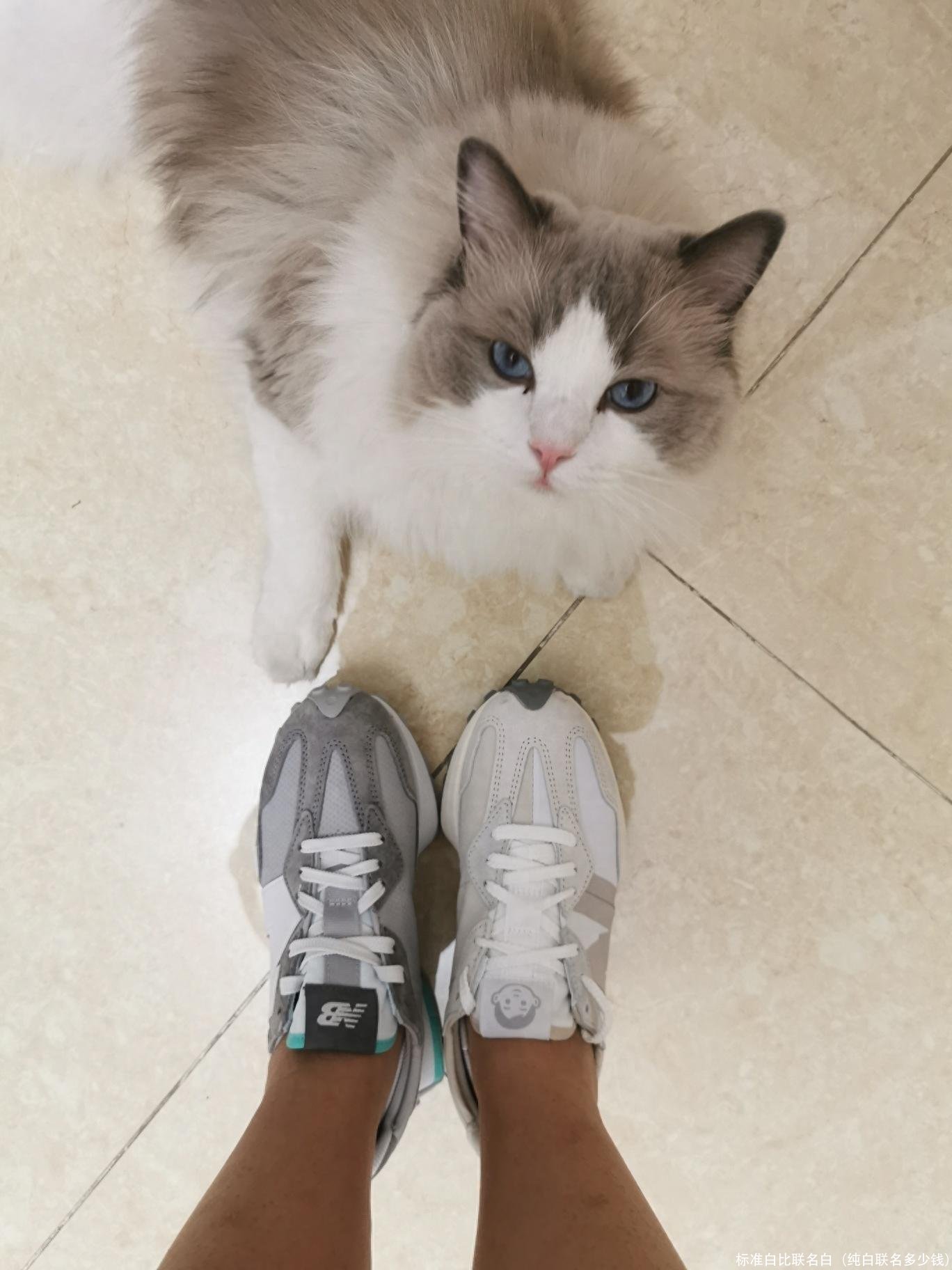 标准白比联名白(纯白联名多少钱)