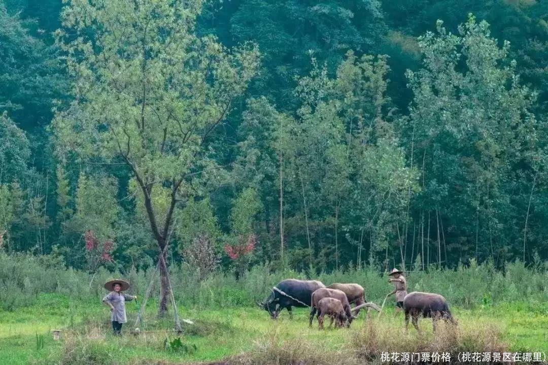 桃花源门票价格(桃花源景区在哪里)