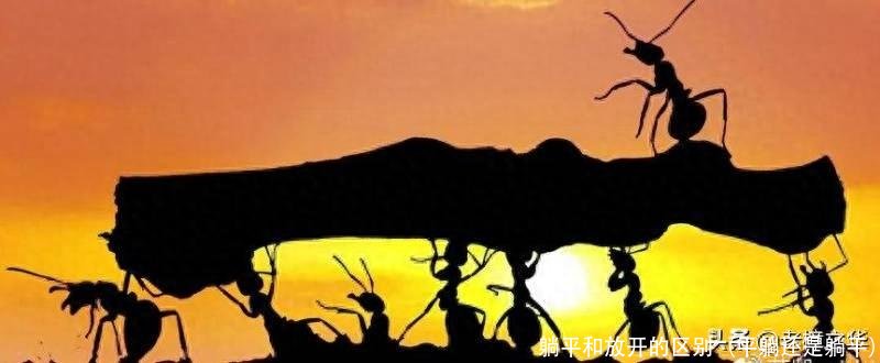 躺平和放开的区别（平躺还是躺平）