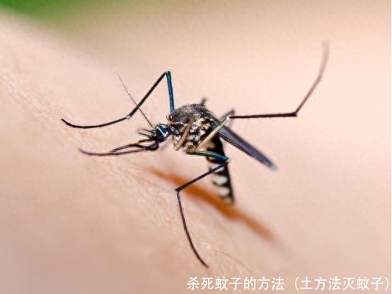 杀死蚊子的方法（土方法灭蚊子）