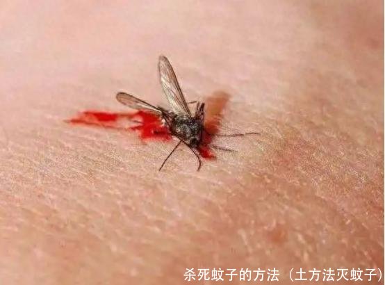 杀死蚊子的方法（土方法灭蚊子）