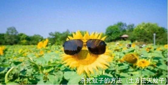 杀死蚊子的方法（土方法灭蚊子）