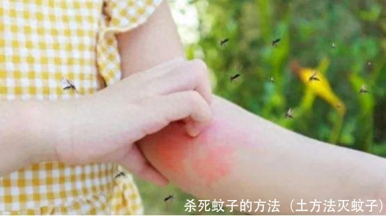 杀死蚊子的方法（土方法灭蚊子）
