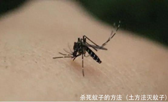 杀死蚊子的方法（土方法灭蚊子）