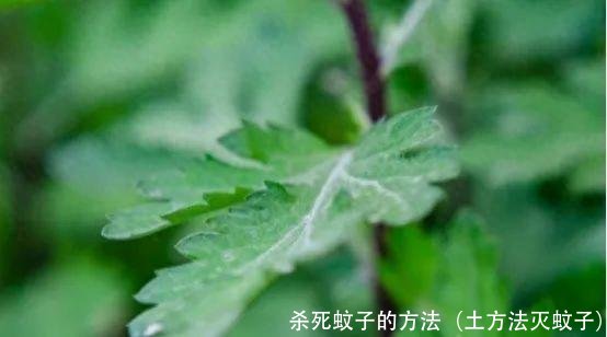 杀死蚊子的方法（土方法灭蚊子）