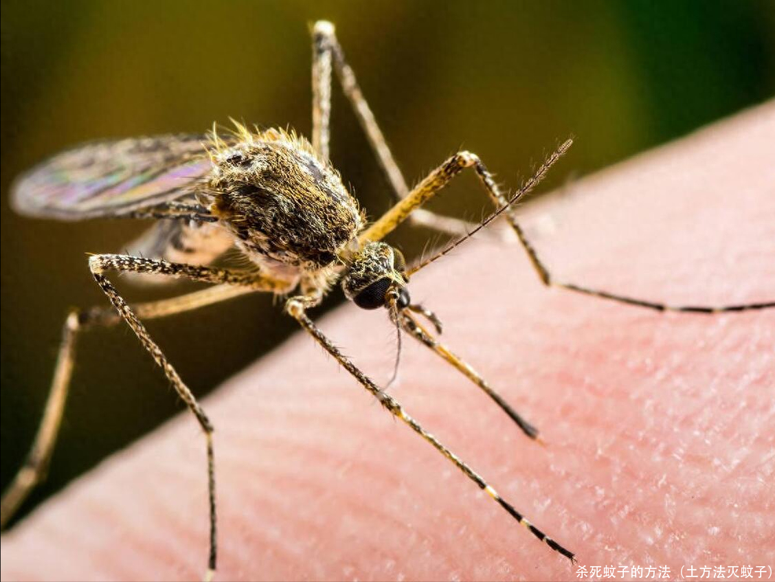 杀死蚊子的方法（土方法灭蚊子）