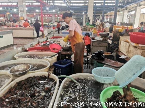 小龙虾什么价格(小龙虾价格今天市场价格)
