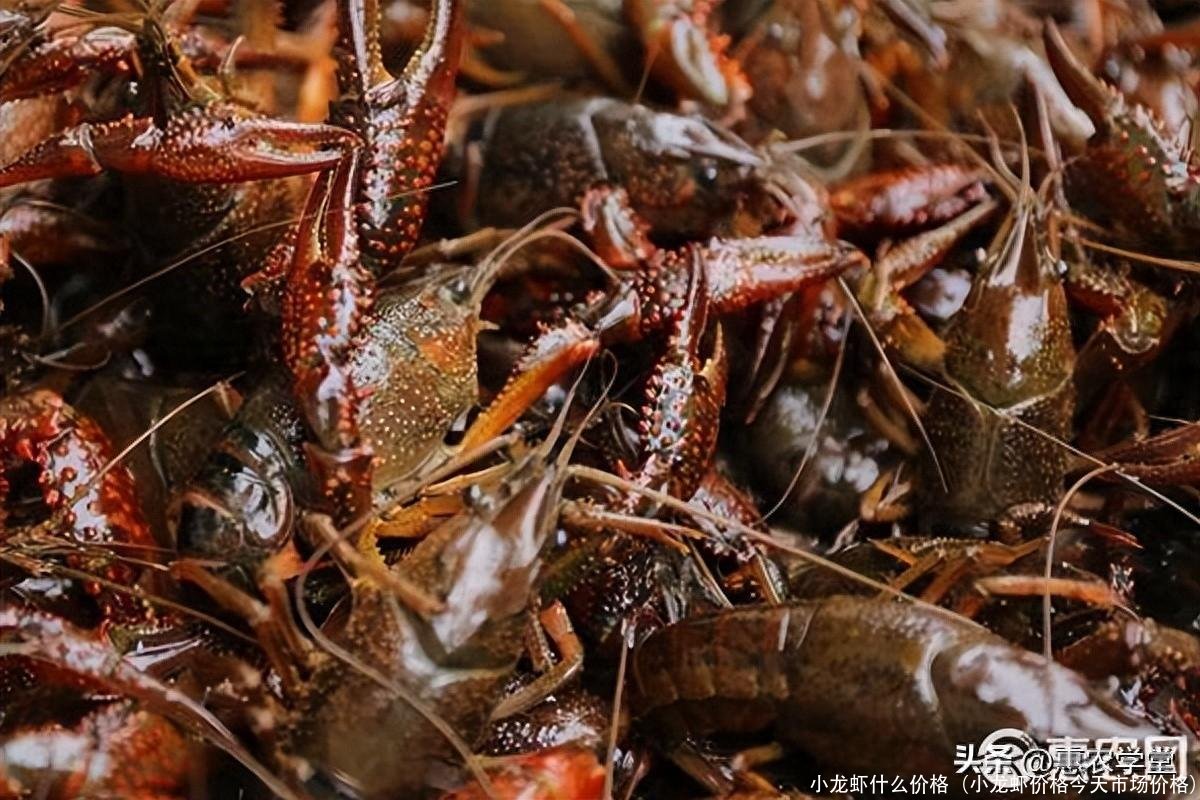 小龙虾什么价格(小龙虾价格今天市场价格)