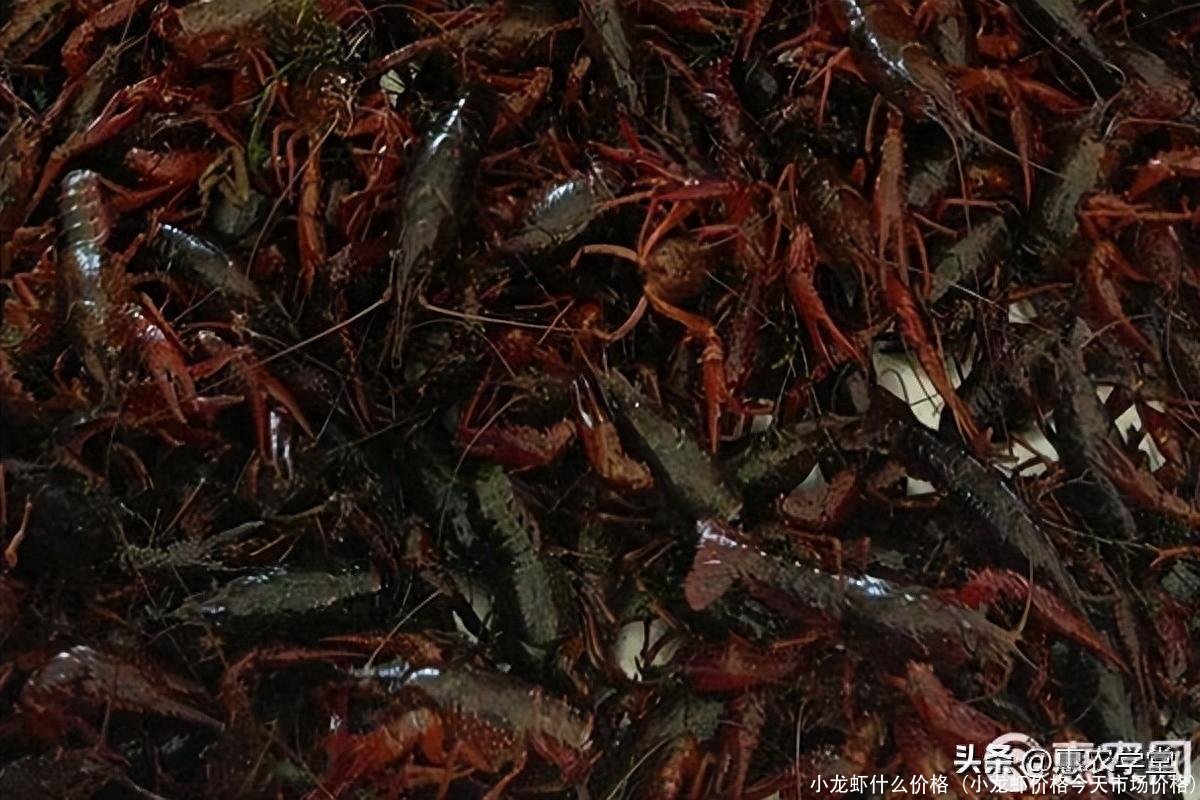 小龙虾什么价格(小龙虾价格今天市场价格)