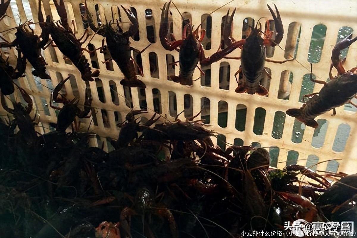 小龙虾什么价格(小龙虾价格今天市场价格)