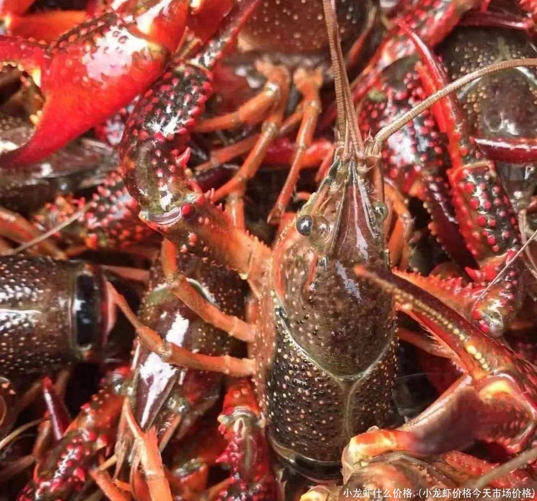 小龙虾什么价格(小龙虾价格今天市场价格)