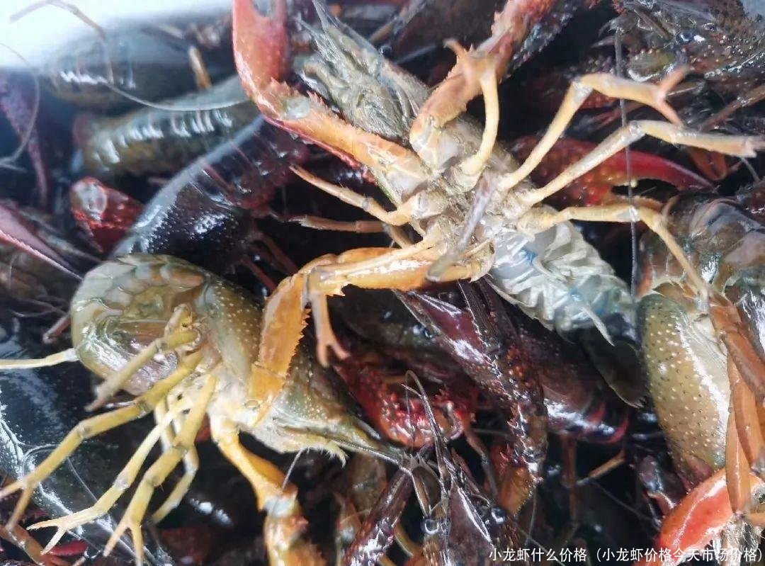 小龙虾什么价格(小龙虾价格今天市场价格)
