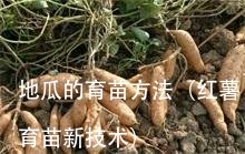 地瓜的育苗方法(红薯育苗新技术)