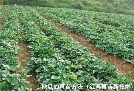 地瓜的育苗方法(红薯育苗新技术)