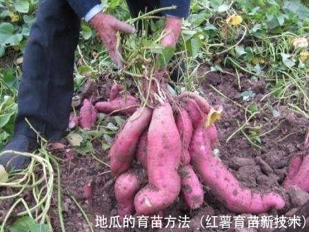 地瓜的育苗方法(红薯育苗新技术)