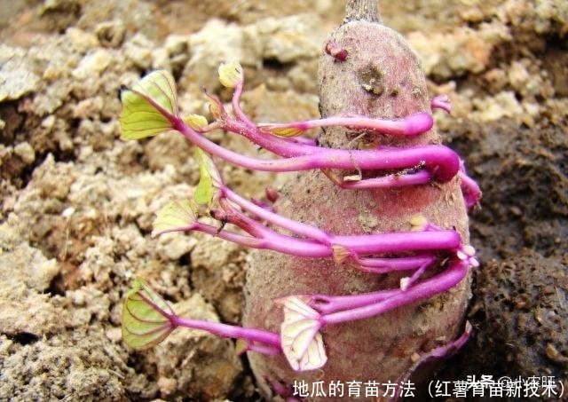 地瓜的育苗方法(红薯育苗新技术)