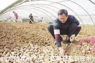 地瓜的育苗方法(红薯育苗新技术)