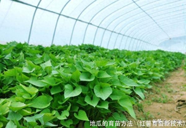 地瓜的育苗方法(红薯育苗新技术)
