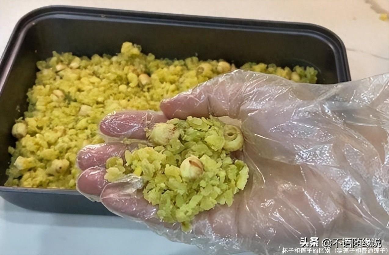 杯子和莲子的区别(糯莲子和普通莲子)
