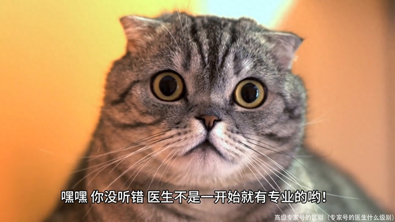 高级专家号的区别(专家号的医生什么级别)