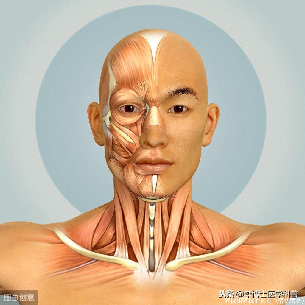 落枕和落枕的区别（落枕落枕）